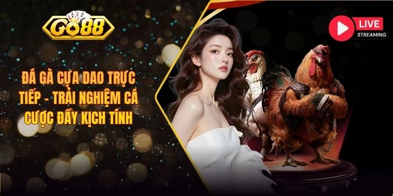đá gà cựa dao trực tiếp