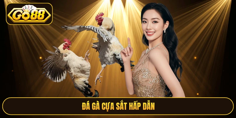 Đá gà cựa sắt hấp dẫn